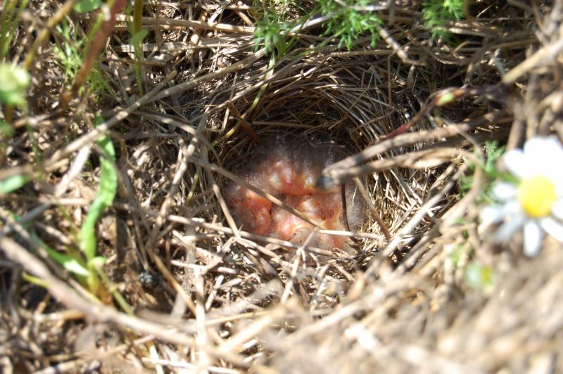 mojabudowa.pl - blog budowlany